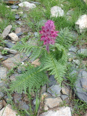 Pedicularis panjutinii