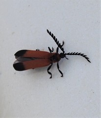 Cladophorus cinctus