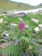 Pedicularis panjutinii