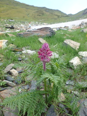 Pedicularis panjutinii