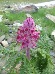 Pedicularis panjutinii