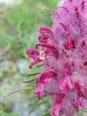 Pedicularis panjutinii