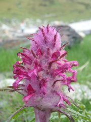 Pedicularis panjutinii