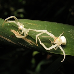 Thomisidae