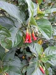 Iochroma