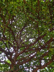 Magnoliopsida