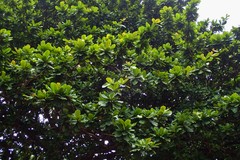 Magnoliopsida