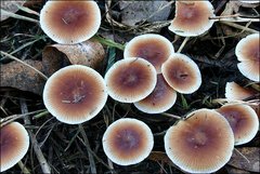 Collybia eucalyptorum