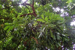 Magnoliopsida