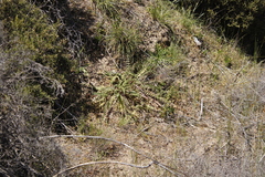Senecio spiraeifolius