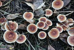Collybia eucalyptorum