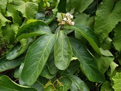 Ehretia cymosa
