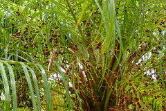 Arecaceae