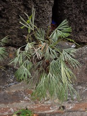 Actiniopteris semiflabellata