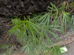 Actiniopteris semiflabellata