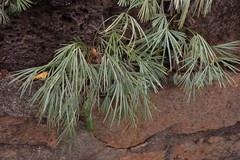 Actiniopteris semiflabellata