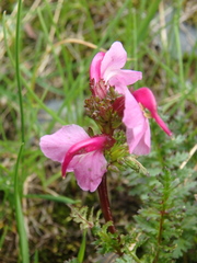 Pedicularis nordmanniana