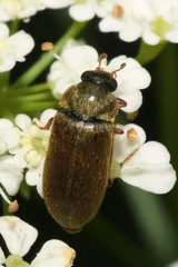 Byturus tomentosus