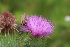 Bombus pascuorum