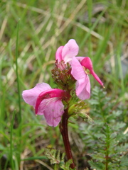 Pedicularis nordmanniana