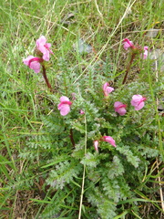 Pedicularis nordmanniana