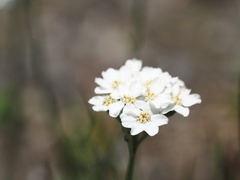 Achillea clavennae
