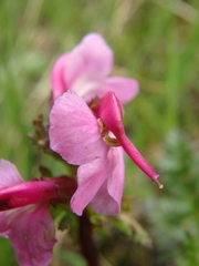 Pedicularis nordmanniana