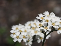 Achillea clavennae
