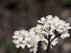 Achillea clavennae