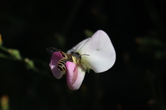 Megachile ericetorum