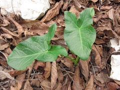 Arum palaestinum
