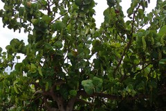 Coccoloba uvifera