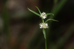 Spermacoce brachystema