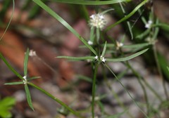 Spermacoce brachystema