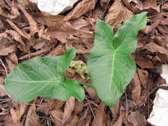 Arum palaestinum