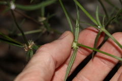 Spermacoce brachystema