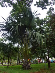 Corypha umbraculifera