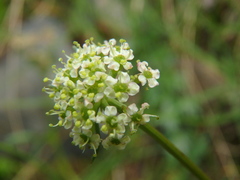 Chaerophyllum humile