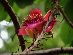Couroupita guianensis