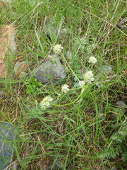 Chaerophyllum humile
