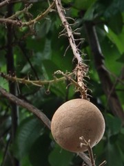 Couroupita guianensis