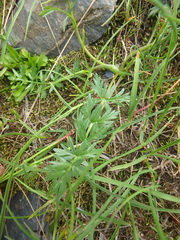 Chaerophyllum humile