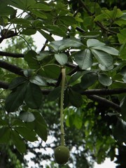 Couroupita guianensis