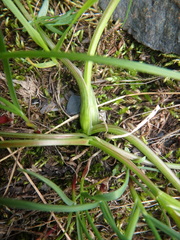 Chaerophyllum humile