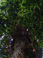 Couroupita guianensis