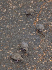 Geopelia striata