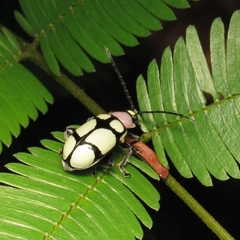 Omophoita octoguttata