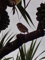 Passer domesticus