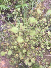 Coprosma spathulata spathulata