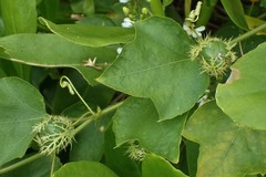 Dysosmia